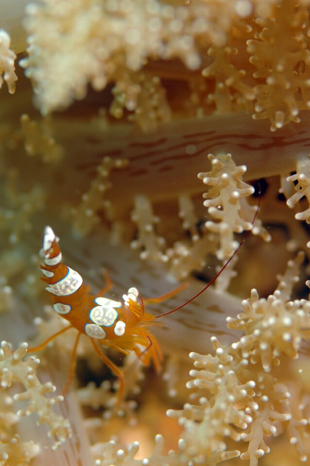 Underwater life sea diving