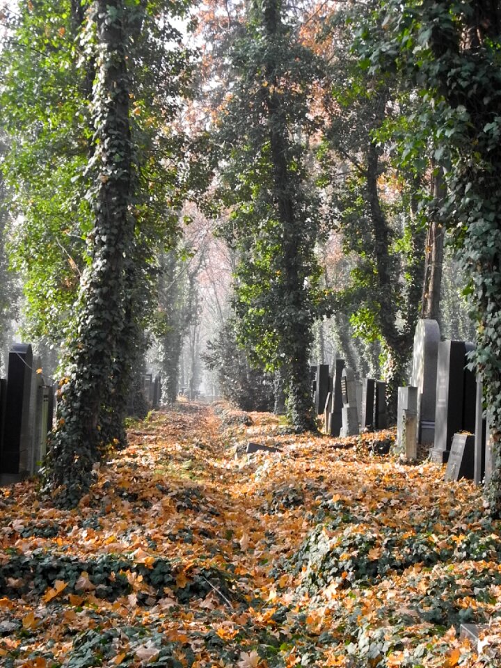 Grave stones god's acre last calm