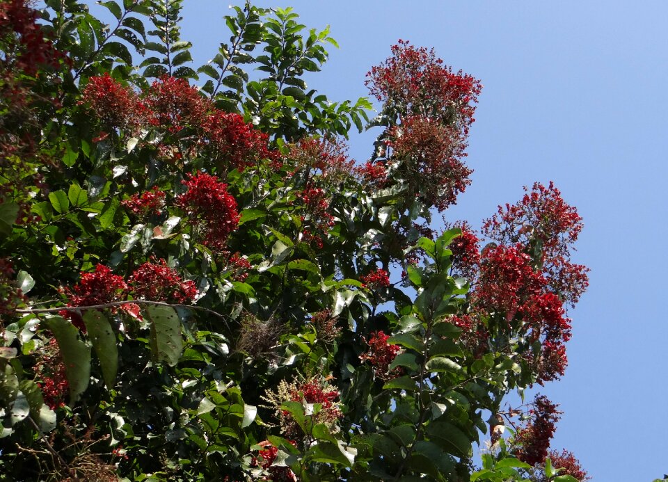 Terminalia paniculata combretaceae pentaptera paniculata