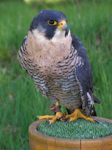 Falconry predator sitting photo