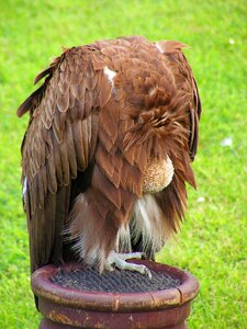 Scavenger clean feather