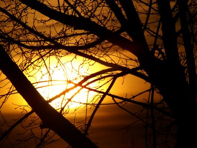 Red cloud twigs