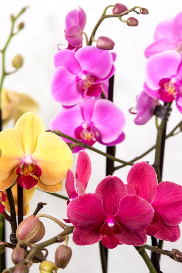 Tropical pink blossom photo