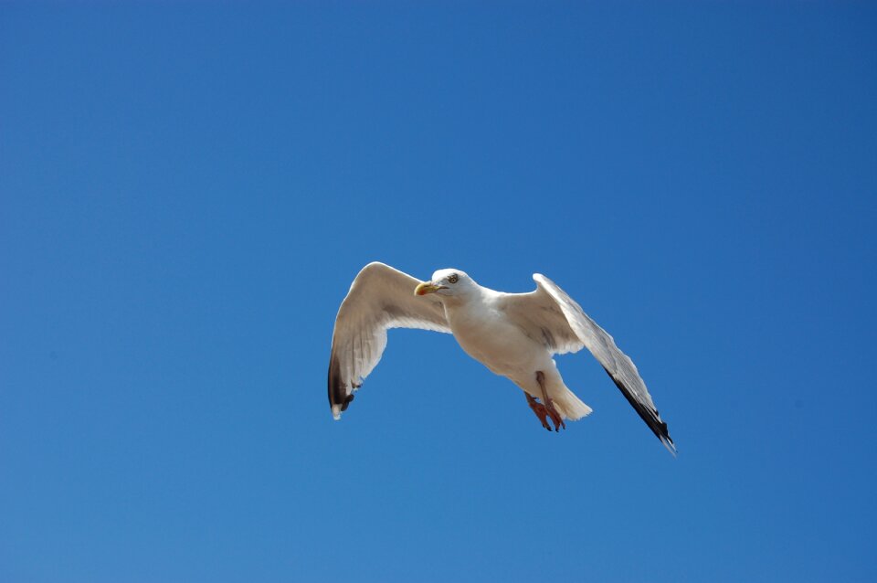 Sky nature birds