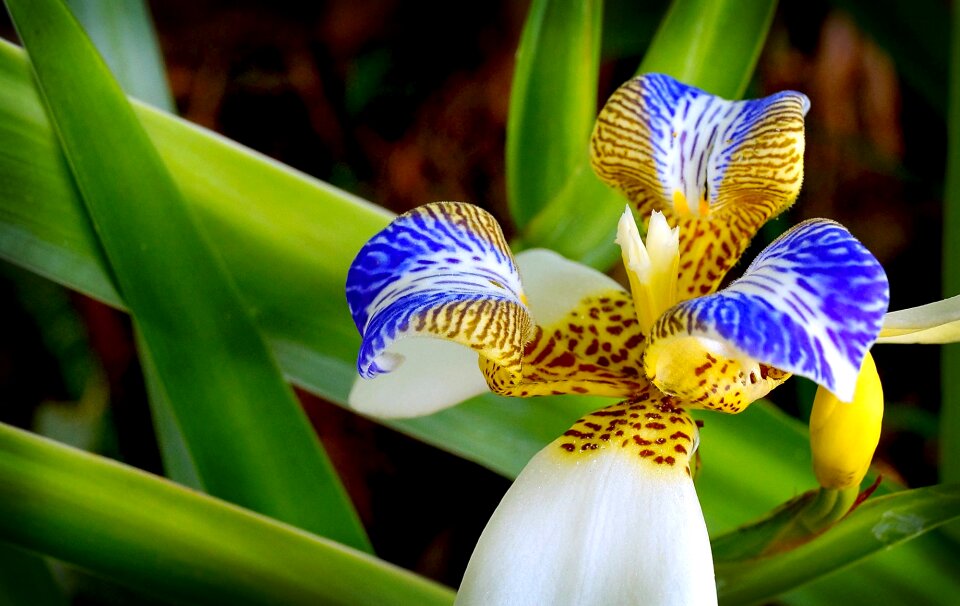 Flower garden exotic plant