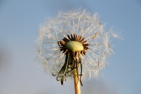 Pointed flower flying seeds flowers photo