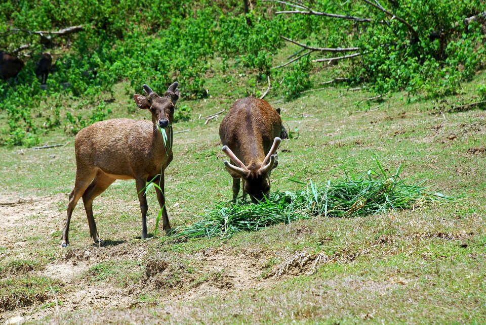 Landline forest sambar