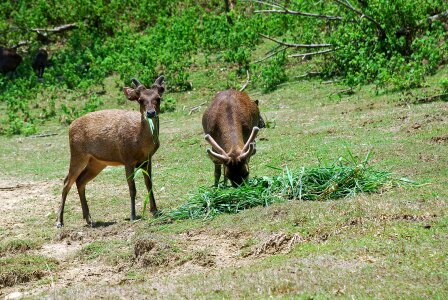 Landline forest sambar