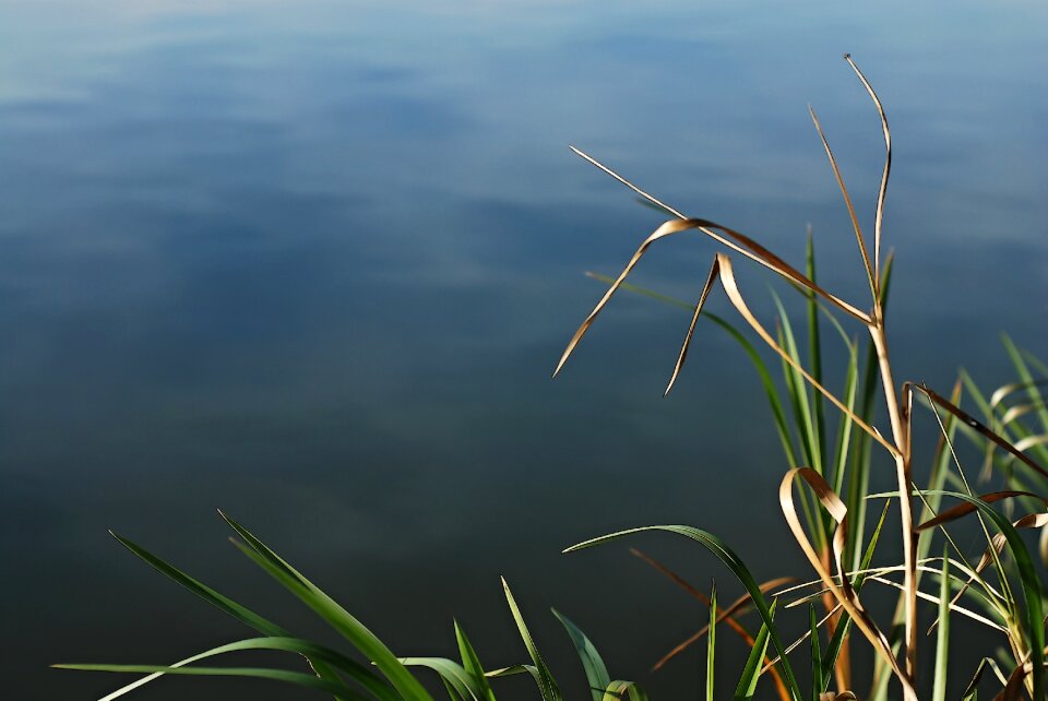 Water-level water edge of the pond