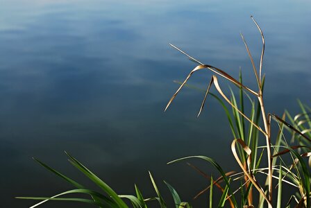 Water-level water edge of the pond photo