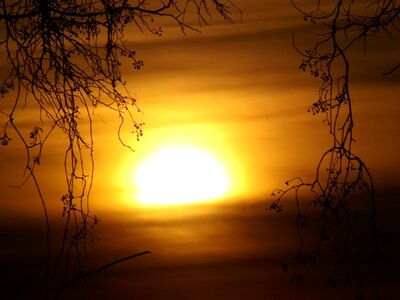 Red cloud twigs photo