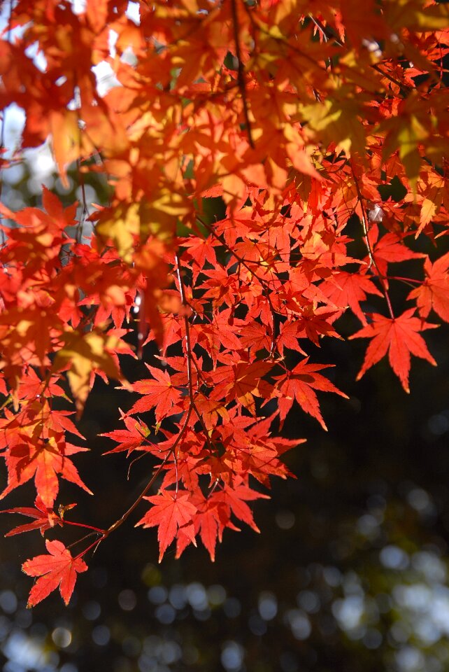 Plant autumnal leaves light red photo