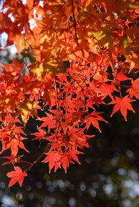 Plant autumnal leaves light red