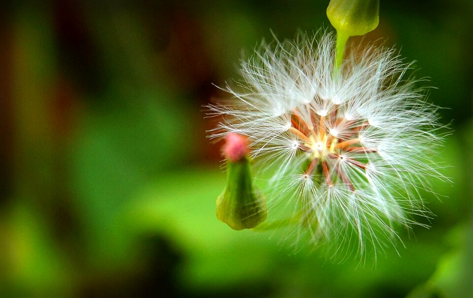 Dandelion bokeh flower of the field