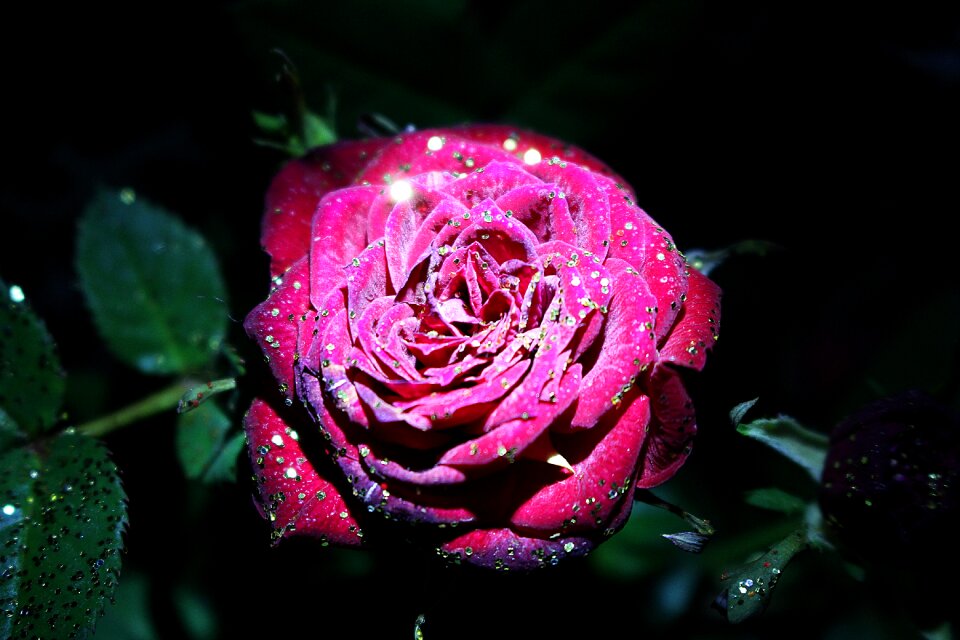 Red rose rose bloom plant