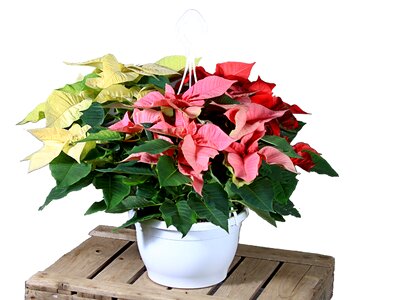 Flower christmas traffic light plant photo