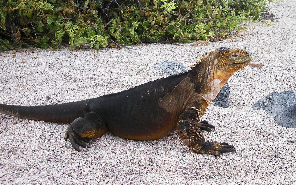 Reptile nature conservation