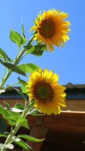 Plant floral sun