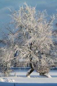 Snowy tree winter dream