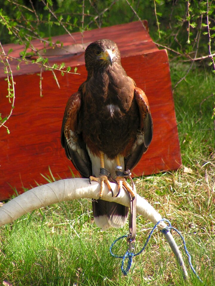 Falconry breeding raptors sitting