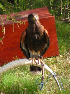 Falconry breeding raptors sitting
