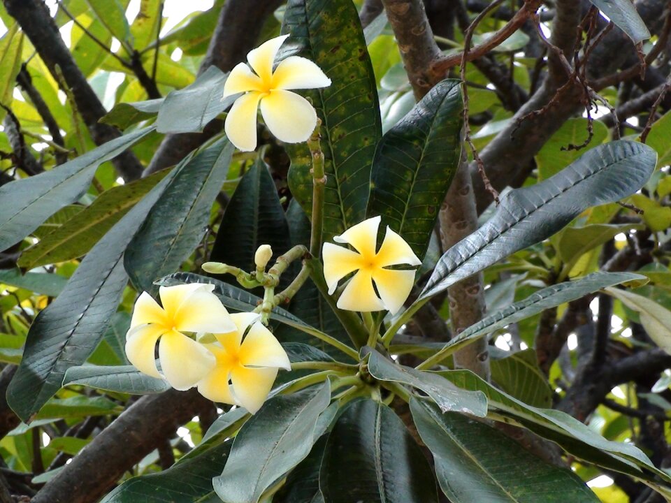 Nature white yellow photo