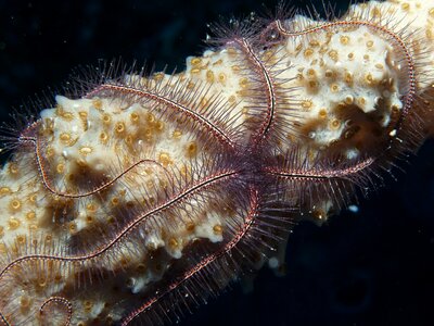Life marine nature