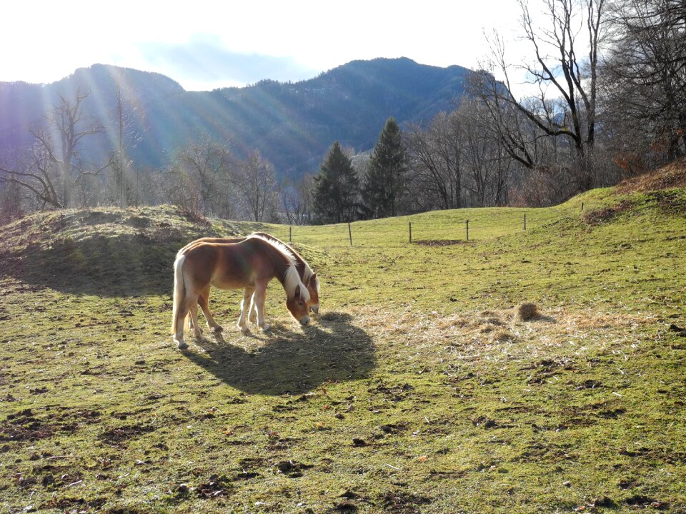 Pasture nature animal
