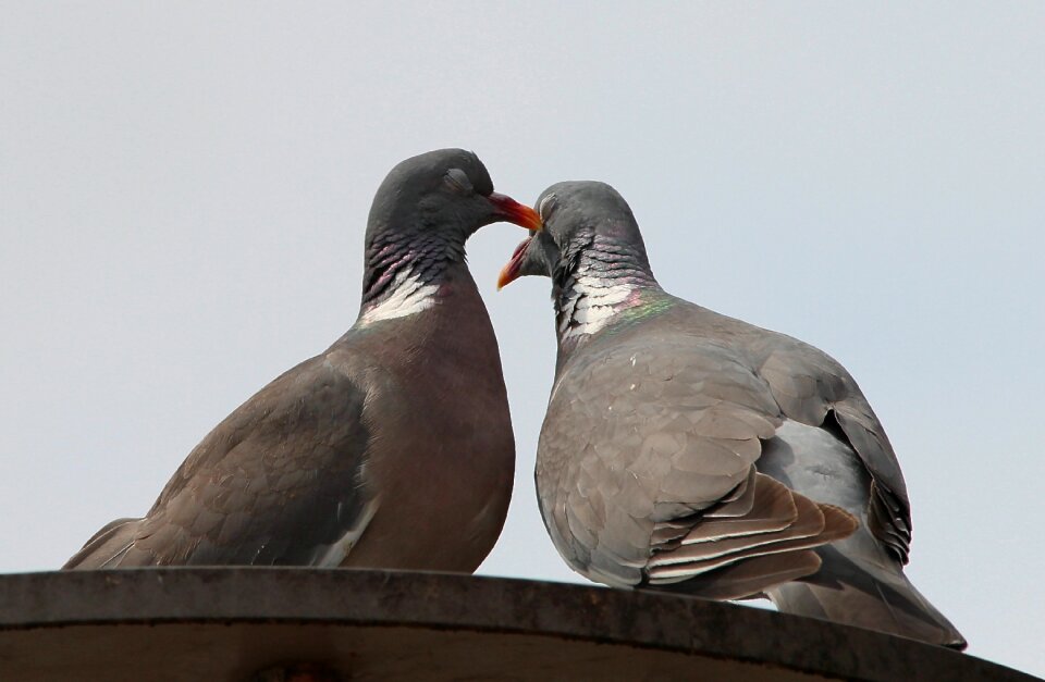 Columbiformes turtle dove pigeon pair