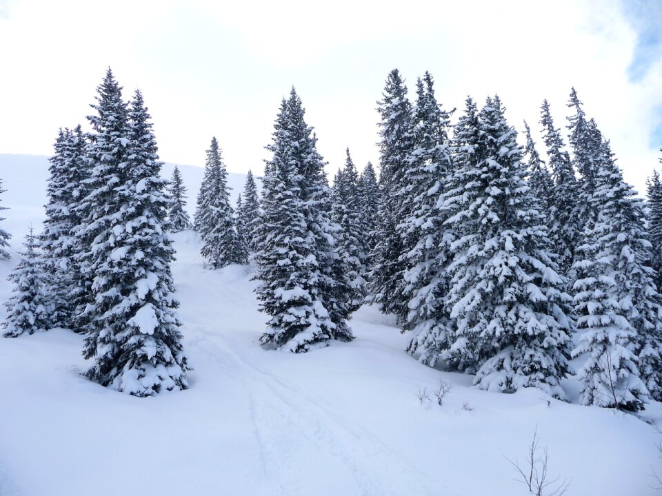 Wintry forest snow magic