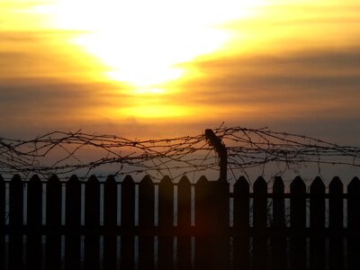 Red cloud barbed wire photo