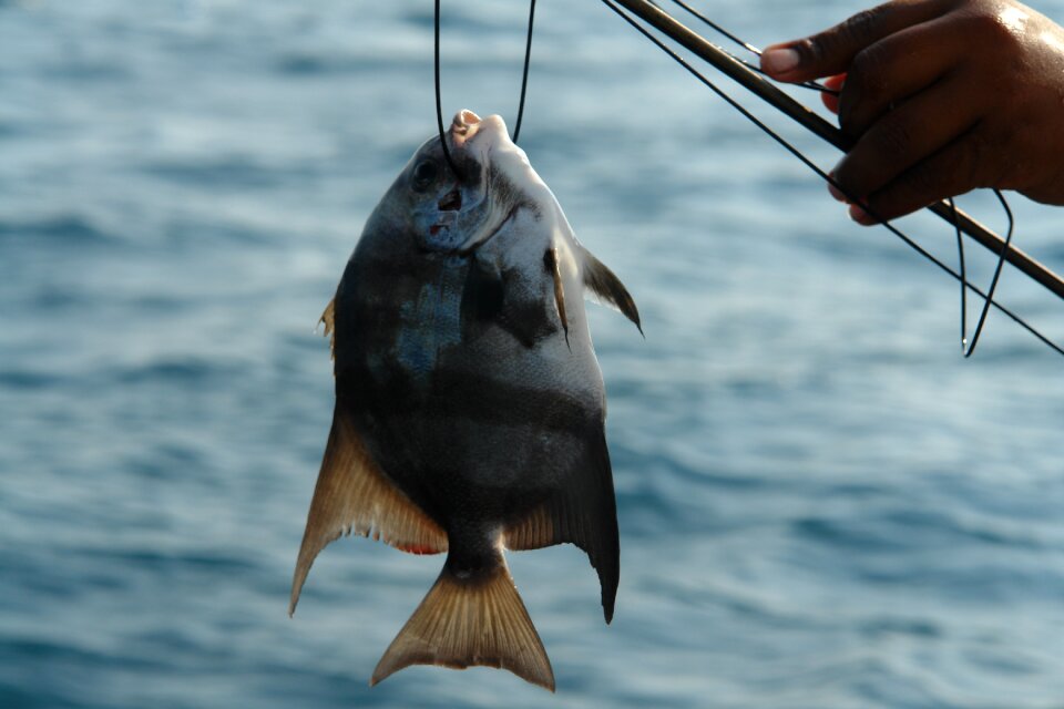 Nature ocean fisherman
