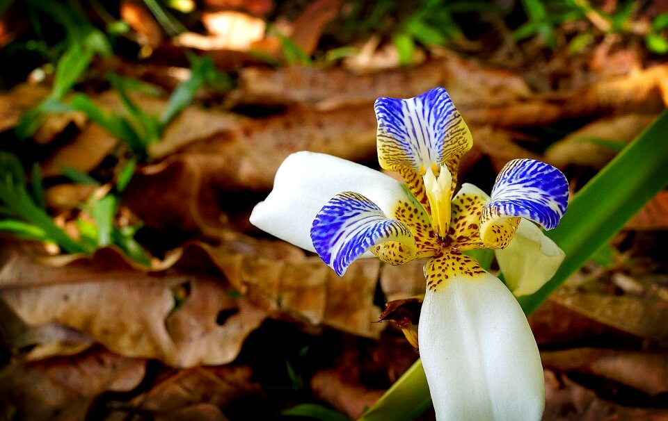 Flower garden exotic plant