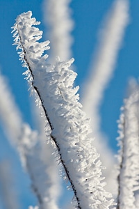 Frost frosty hoar photo