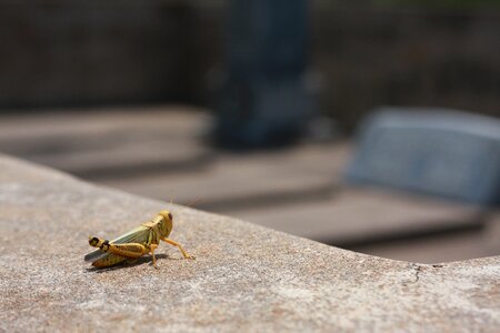 Bug insect