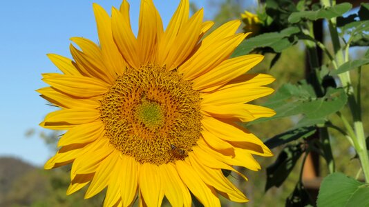 Nature summer floral