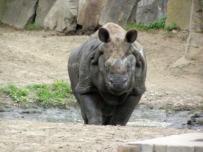 Rhino zoo fauna africa photo