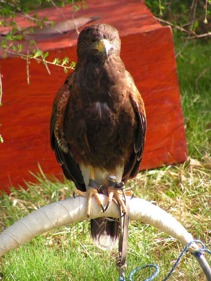 Falconry breeding raptors sitting