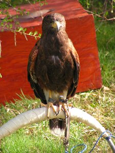 Falconry breeding raptors sitting