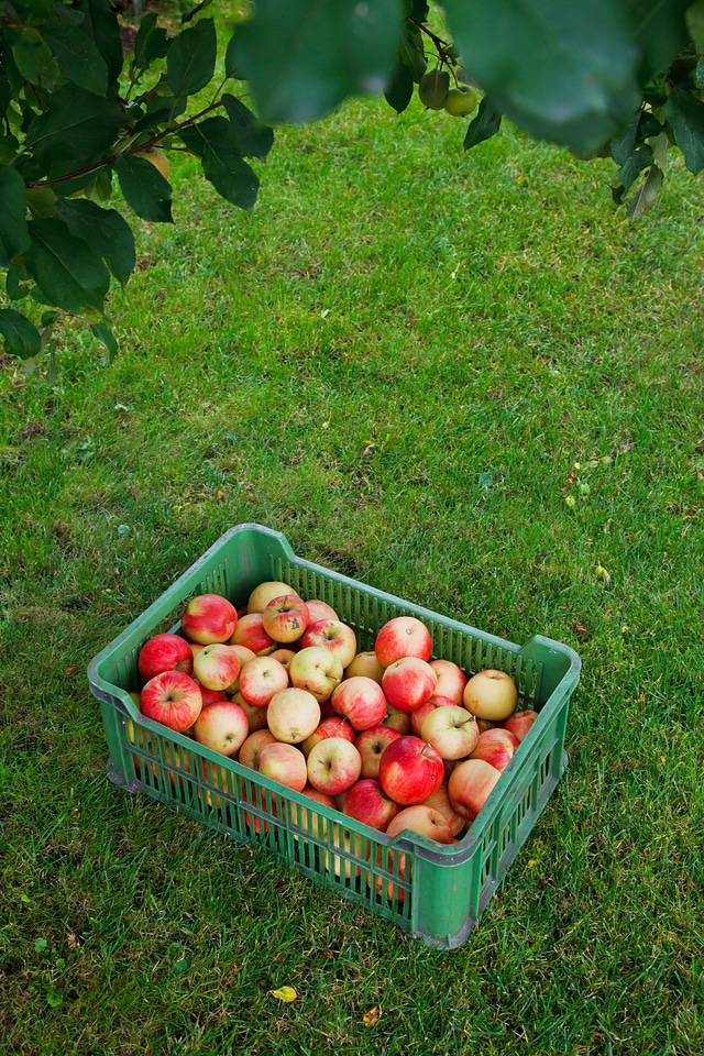 Box crop fall