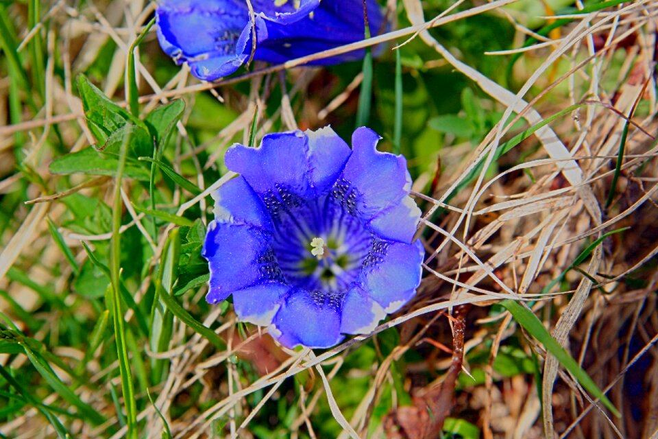 Blue flower plant photo