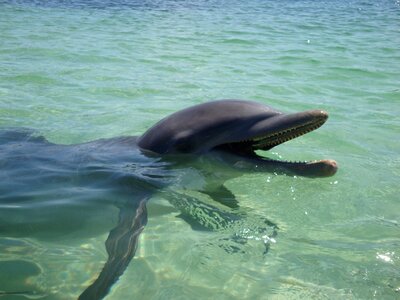 Animal swimming marine photo