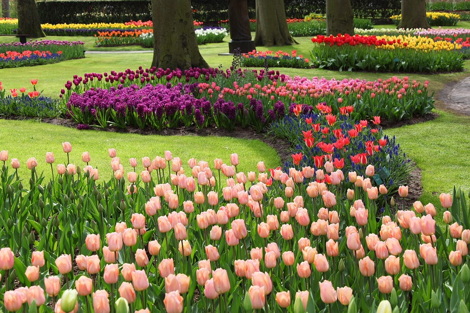 Colorful field flora