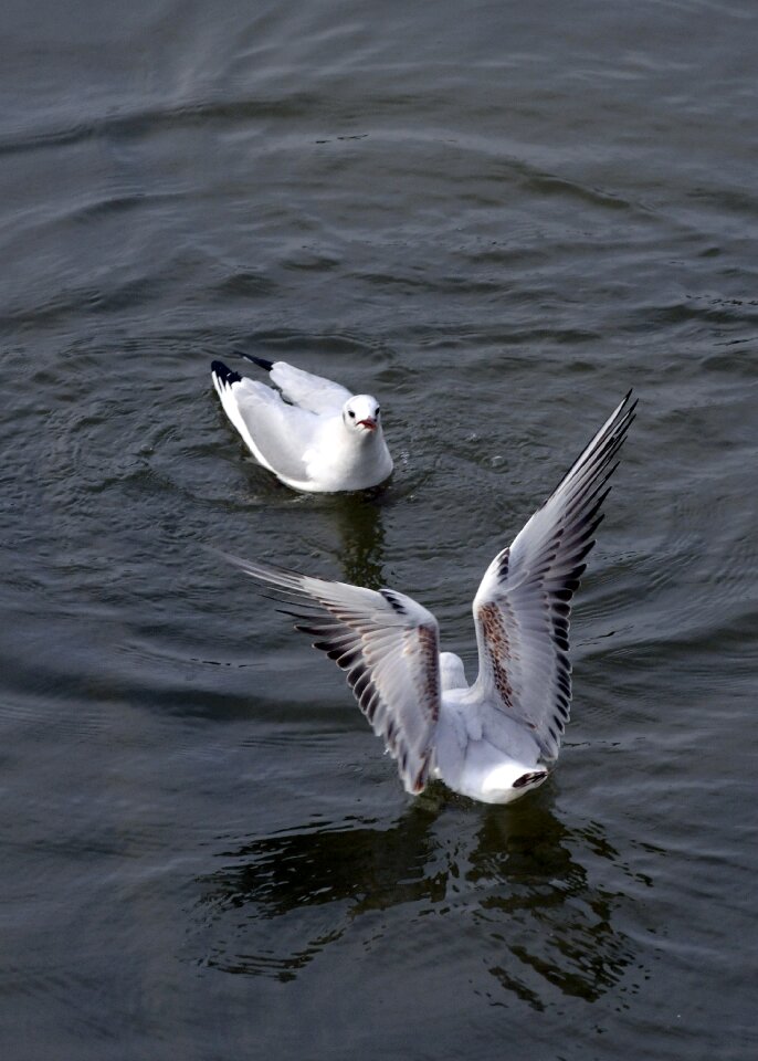 Flying seagull animal flight