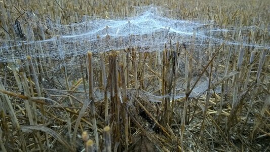 Stubble spider webs spider