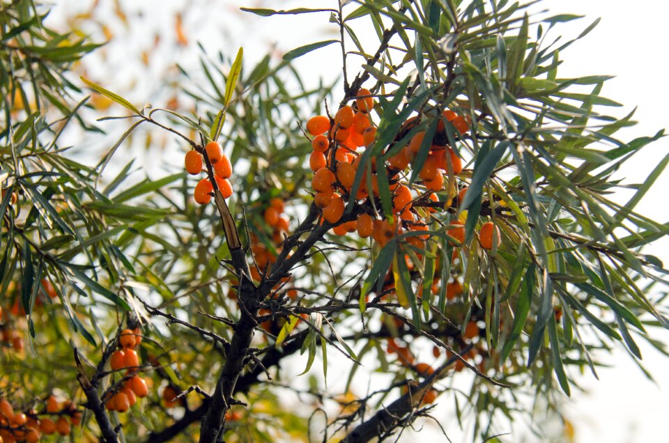 Leaves closeup a lot