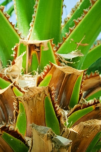 Detail green leaf photo
