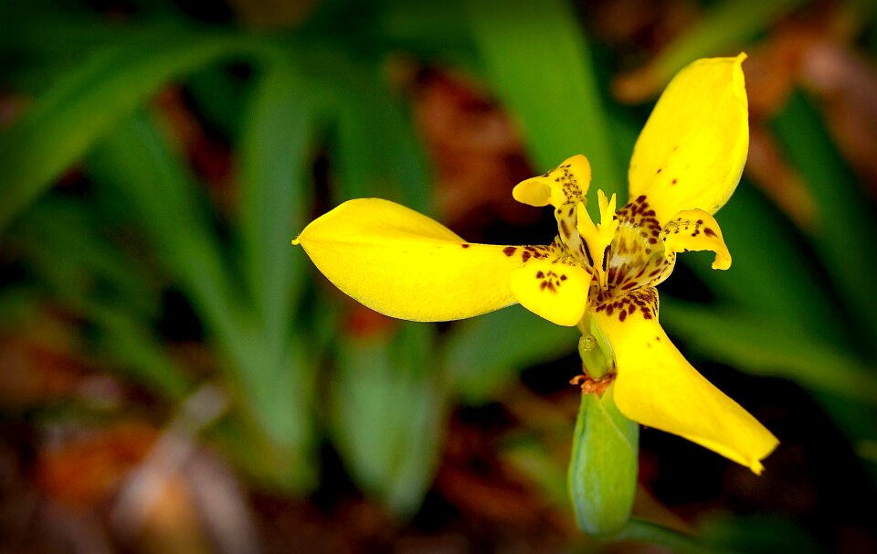 Flower garden exotic plant