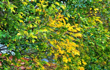Yellow autumn tree