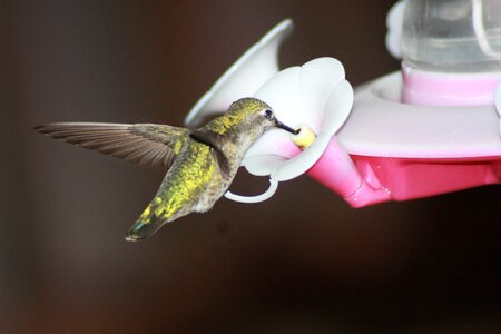 Ruby-throated feeder